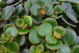Ecosysteem ‘Dragon Tail’