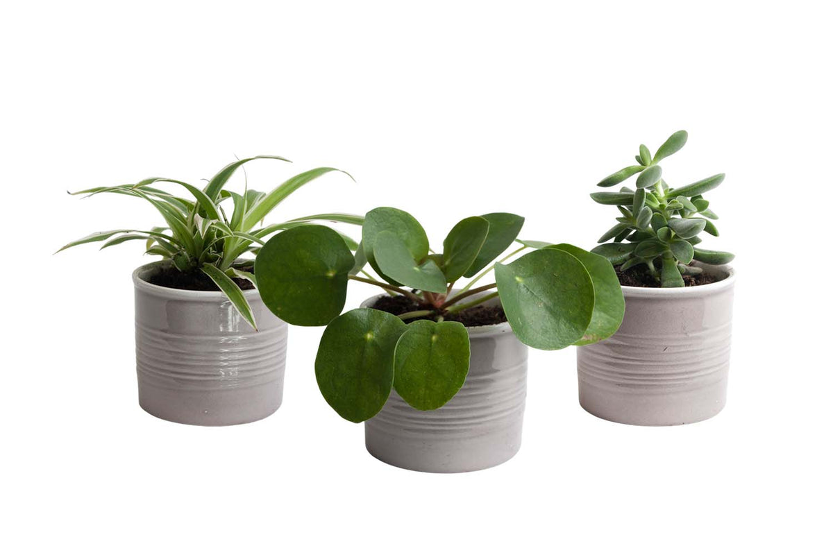 Mini Green | Trendy Trio In Laos Keramiek (Warmgrijs)
