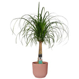 Decorum Beaucarnea In Elho Vibes Blauw