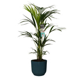 Kentia Palm In Elho Sierpot Vibes Fold (Donkerblauw)
