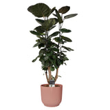 Decorum Polyscias Fabian Vertakt In Elho Vibes Roze