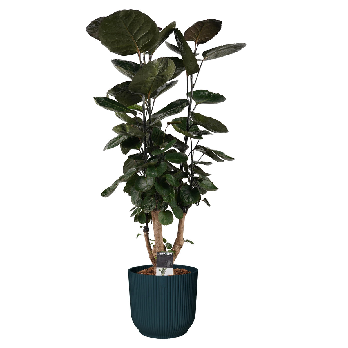 Decorum Polyscias Fabian Vertakt In Elho Vibes Blauw