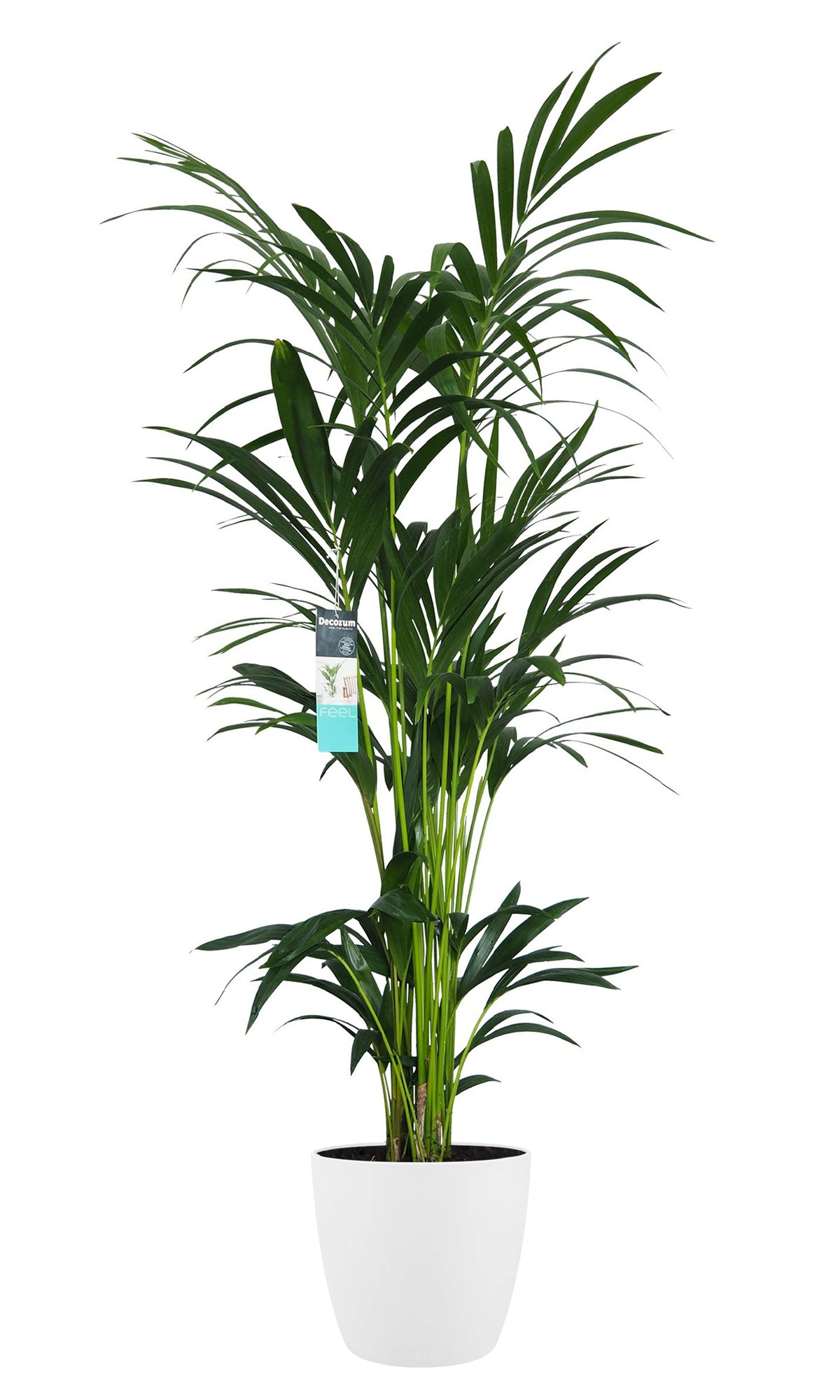 Xl Kentia Palm In Elho Brussels Pot (Wit)