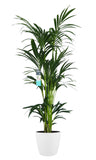 Xl Kentia Palm In Elho Brussels Pot (Wit)