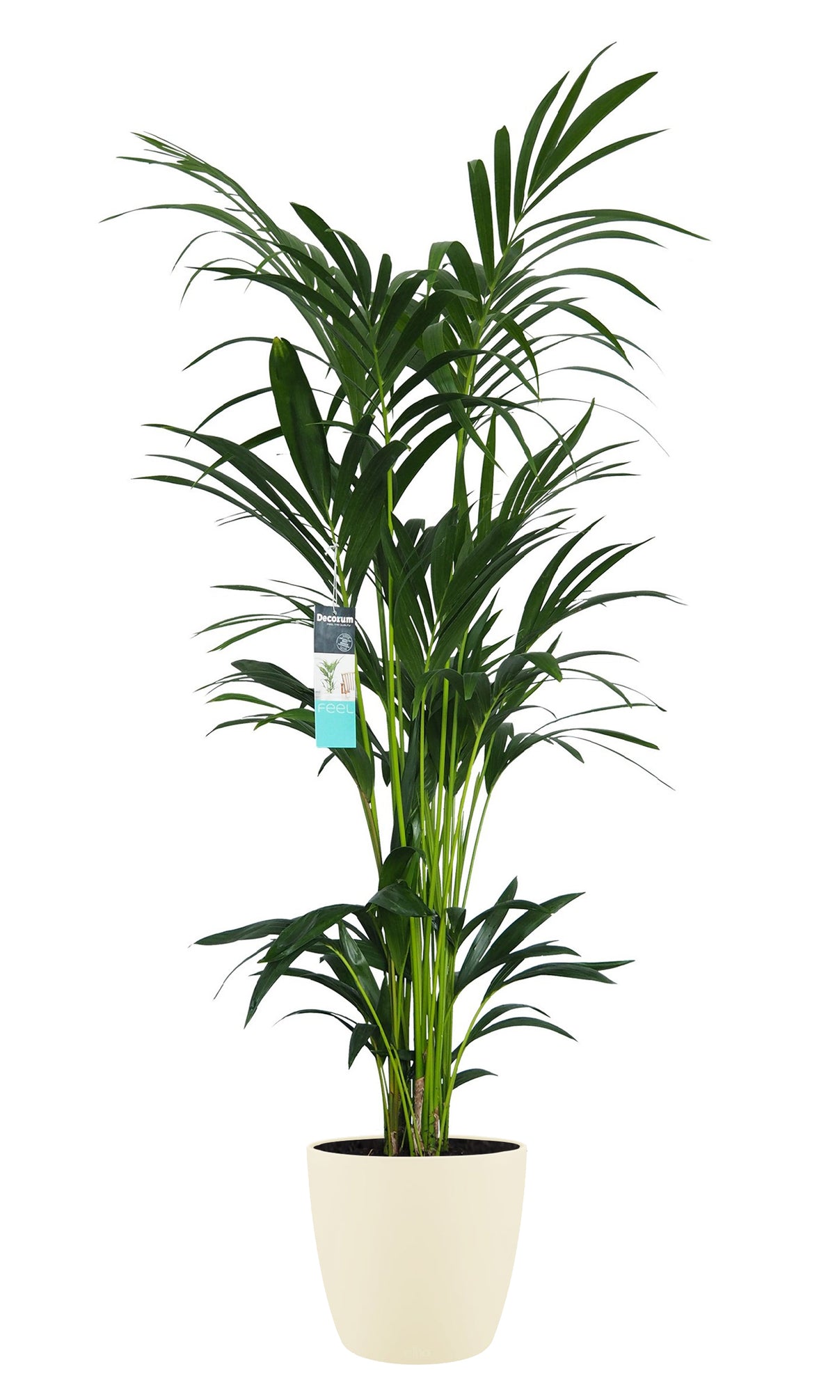Xl Kentia Palm In Elho Brussels Pot (Soap)