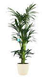 Xl Kentia Palm In Elho Brussels Pot (Soap)