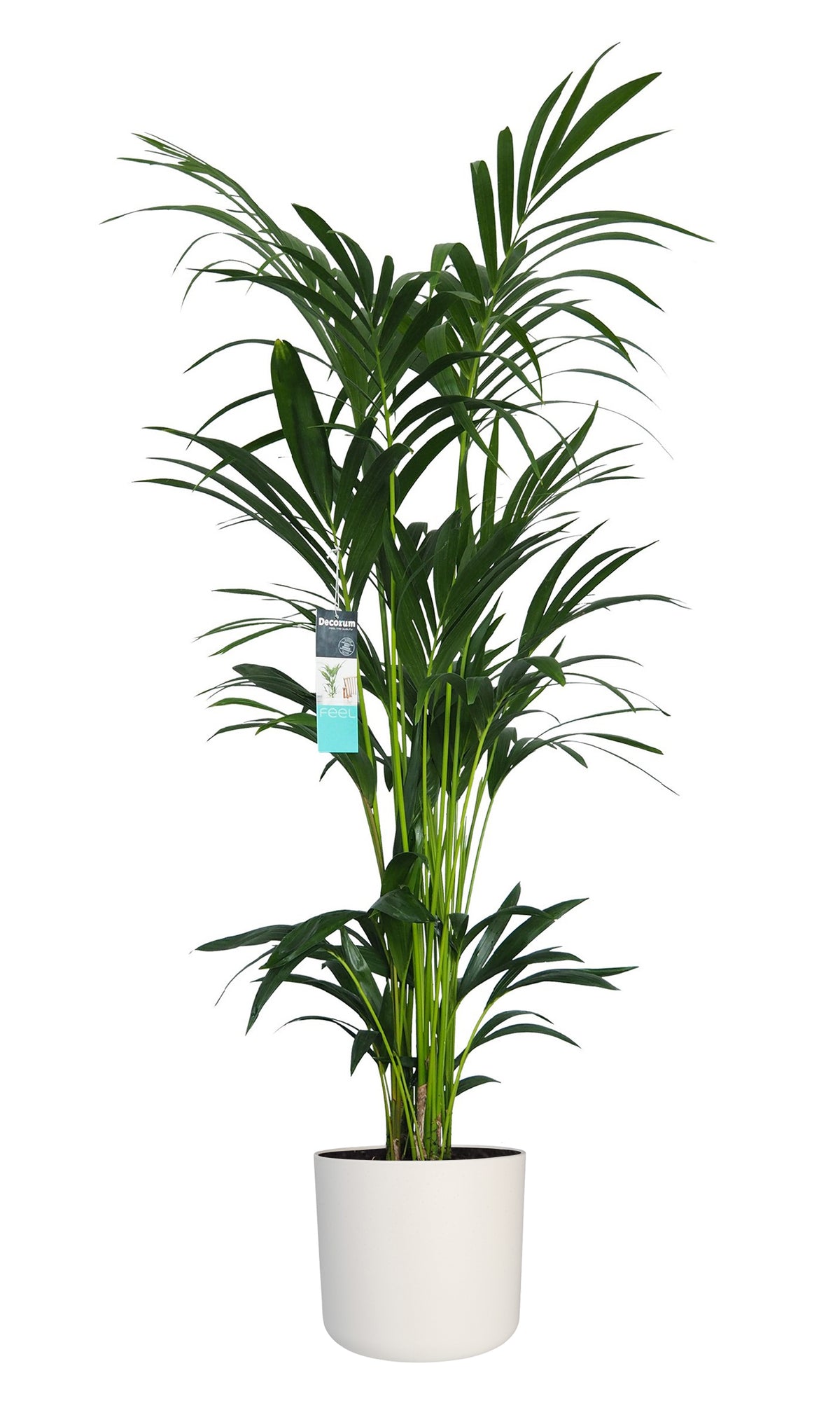 Xl Kentia Palm In Elho B.for Pot (Wit)