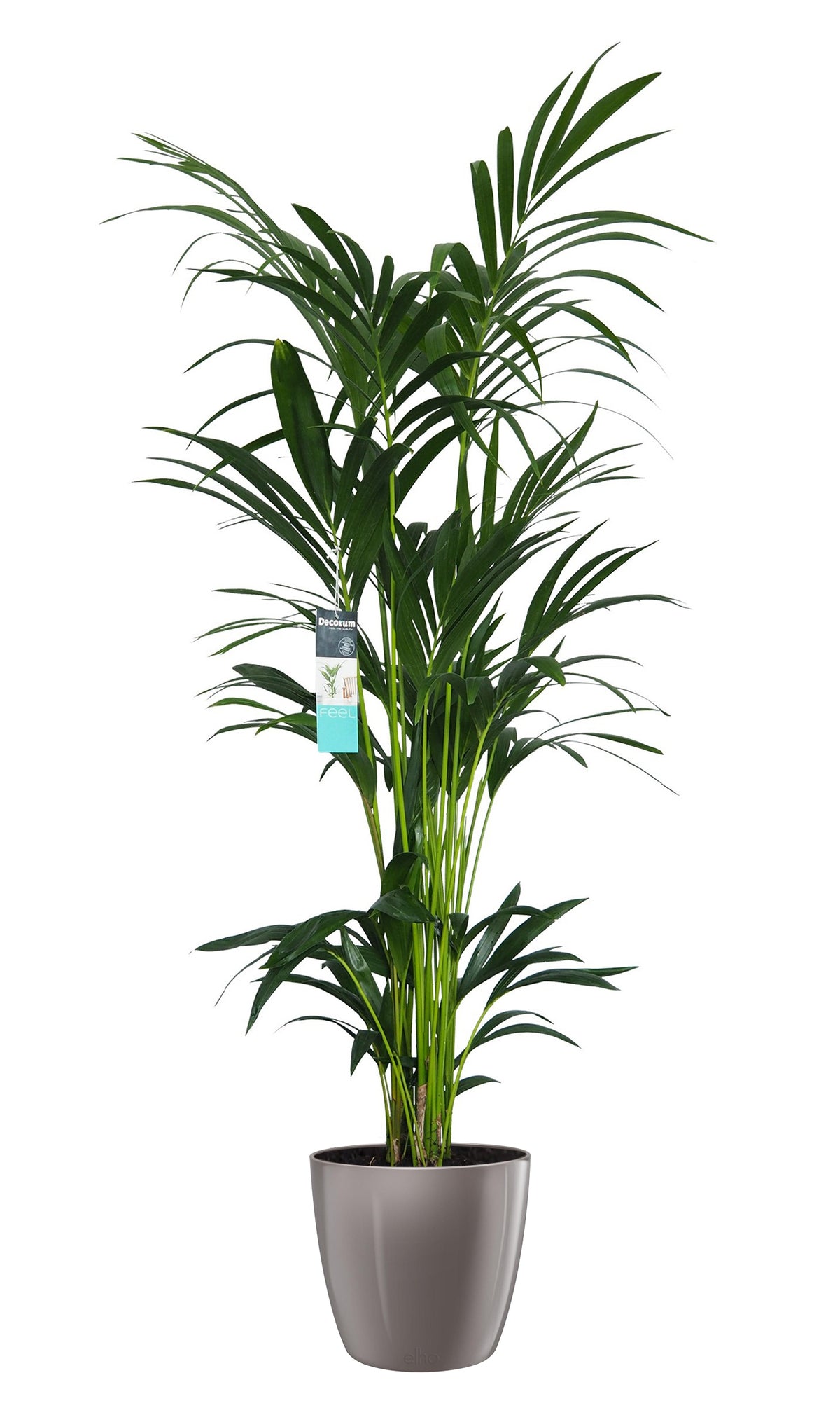 Xl Kentia Palm In Elho Brussels Diamond (Oyster Pearl)