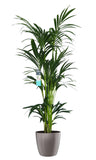 Xl Kentia Palm In Elho Brussels Diamond (Oyster Pearl)