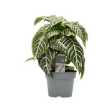 Decorum Botanica Aphelandra Green