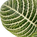 Decorum Botanica Aphelandra Green