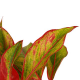 Decorum Aglaonema Crete