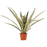 Bromelia Ananas Champaca