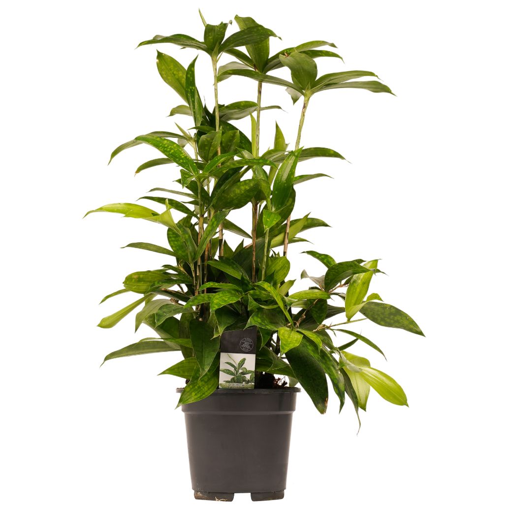 Dracaena Surculosa