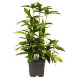 Dracaena Surculosa