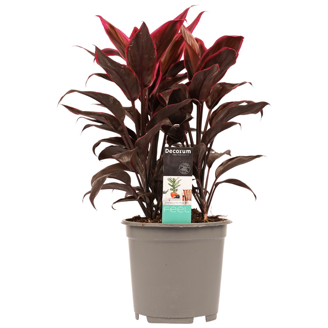 Decorum Cordyline Mambo Toef