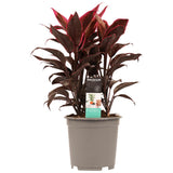 Decorum Cordyline Mambo Toef