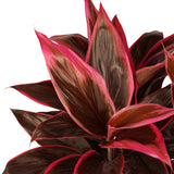 Decorum Cordyline Mambo Toef