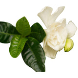 Decorum Gardenia Jasminoïdes In Sizo Bag (Natural)