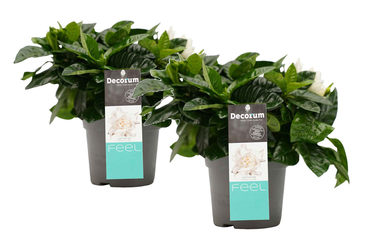 Decorum Duo Gardenia Jasminoïdes