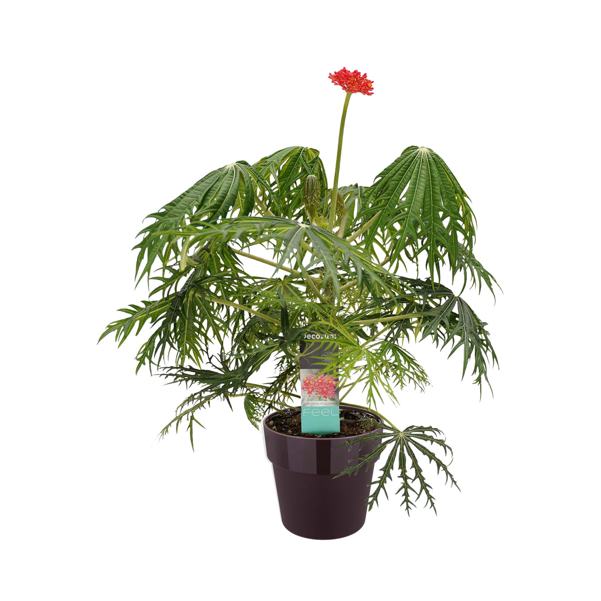 Decorum Jatropha Multifida In Elho Sierpot (Paars)