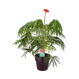 Decorum Jatropha Multifida In Elho Sierpot (Paars)