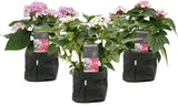Trio Decorum Starcluster In In Sizo Bag (Zwart)