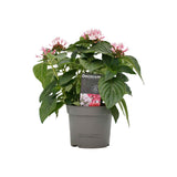 Trio Decorum Starcluster In In Sizo Bag (Zwart)