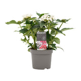 Trio Decorum Starcluster In In Sizo Bag (Zwart)