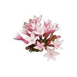 Trio Decorum Starcluster In In Sizo Bag (Zwart)