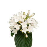Trio Decorum Starcluster In In Sizo Bag (Zwart)