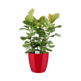 Ficus Benghalensis Sunshine In Elho Sierpot (Diamond Red)
