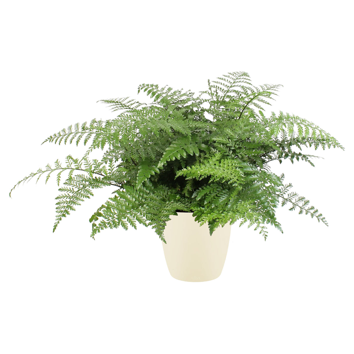 Asplenium Parvati In Elho Sierpot (Soap)