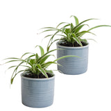 Mini-Green Duo Graslelie In Keramiek (Blauw)