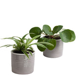 Mini-Green Set Pannenkoekplant En Graslelie In Keramiek (Grijs)