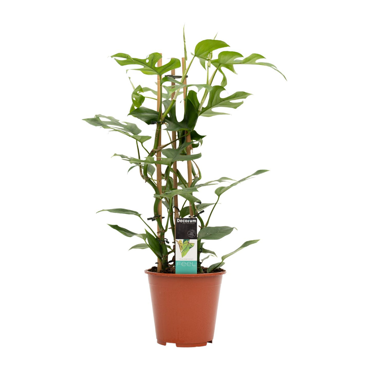 Philodendron Minima