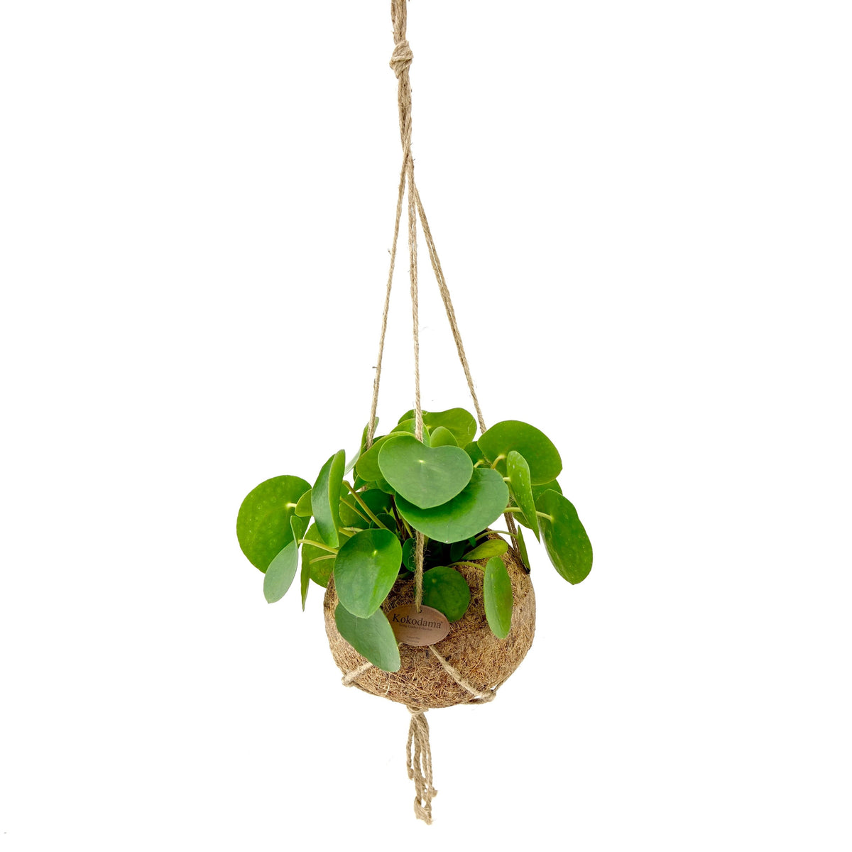 Kokodama Pilea Peperomioides (Pannenkoekplant)