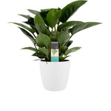 Philodendron Congo Apple In Elho Sierpot Brussels (Wit)