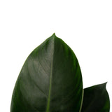 Philodendron Congo Apple In Elho Sierpot Brussels (Wit)