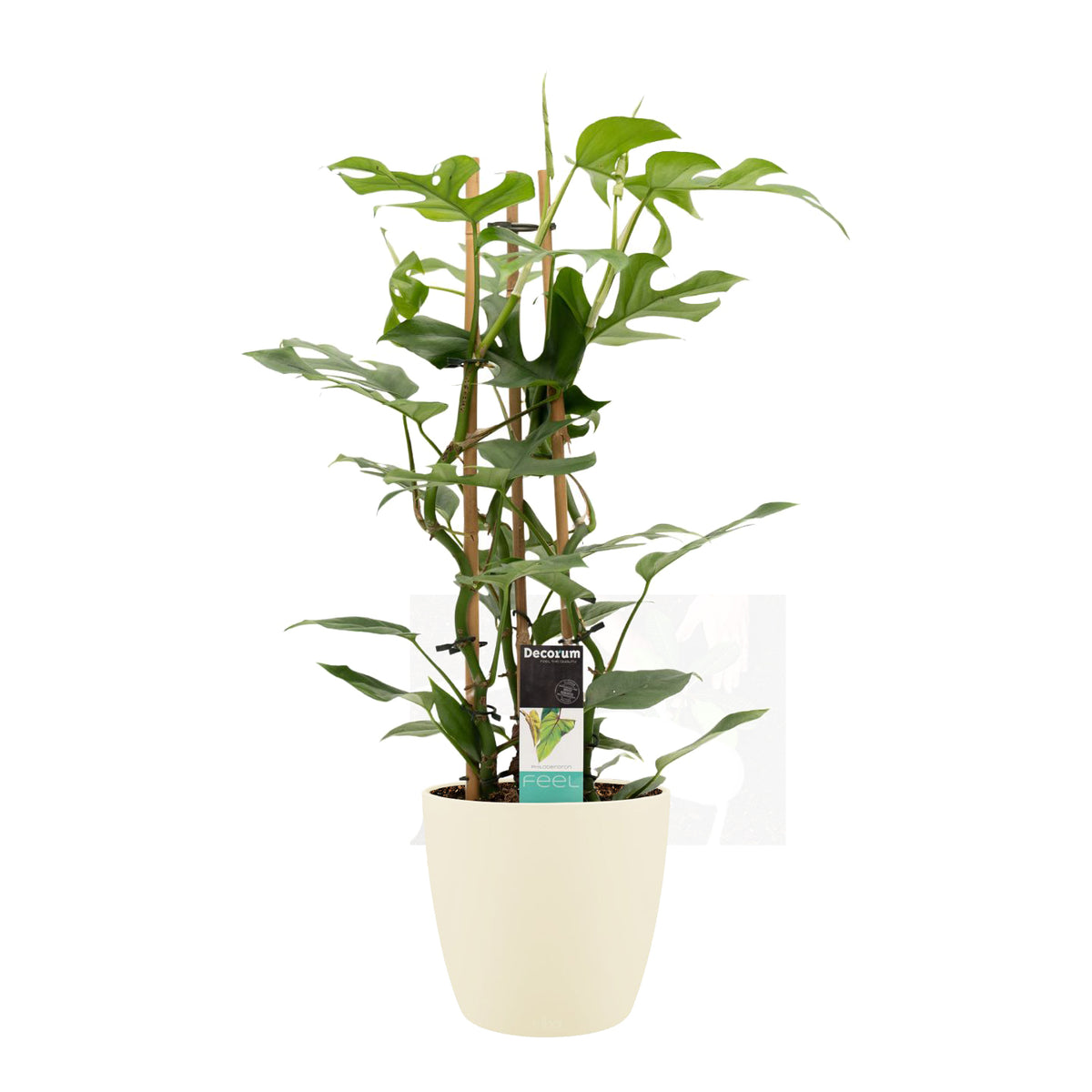 Philodendron Minima In Elho Sierpot Brussels (Soap)