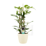 Philodendron Minima In Elho Sierpot Brussels (Soap)