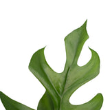 Philodendron Minima In Elho Sierpot Brussels (Soap)