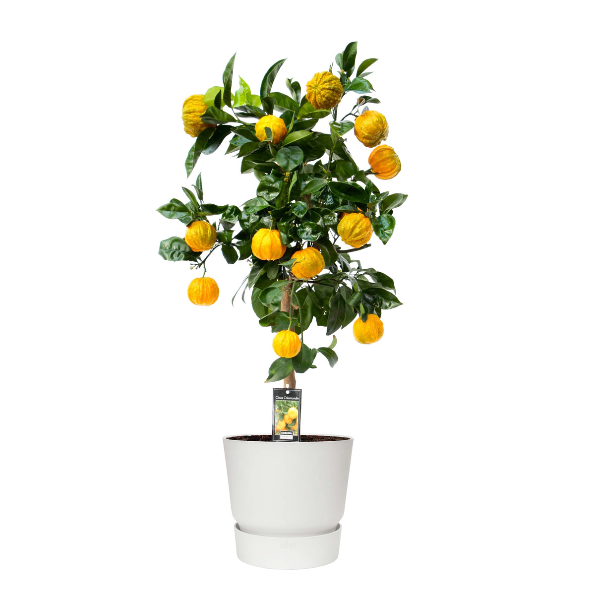 Citrus Canaliculata In Elho Outdoor Sierpot Greenville Rond (Wit)
