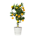 Citrus Canaliculata In Elho Outdoor Sierpot Greenville Rond (Wit)