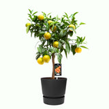Citrus Clementine In Elho Outdoor Sierpot Greenville Rond (Zwart)
