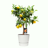 Citrus Clementine In Elho Outdoor Sierpot Greenville Rond (Wit)