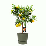 Citrus Clementine In Elho Outdoor Sierpot Greenville Rond (Groen)