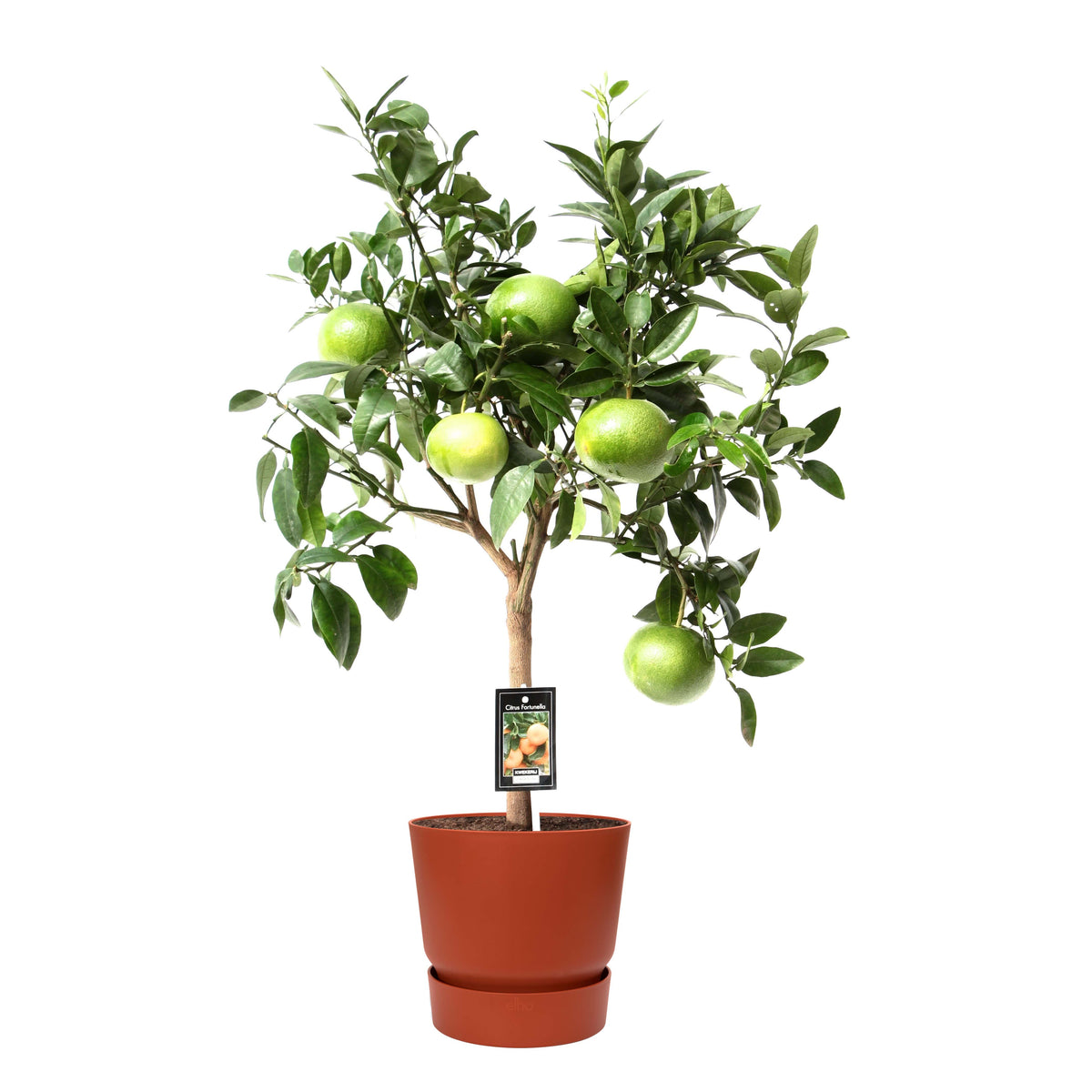 Citrus Grapefruit Op Stam In Elho Outdoor Sierpot Greenville Rond (Brique)