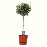 Olijf Op Stam In Elho Outdoor Sierpot Greenville Rond (Brique)
