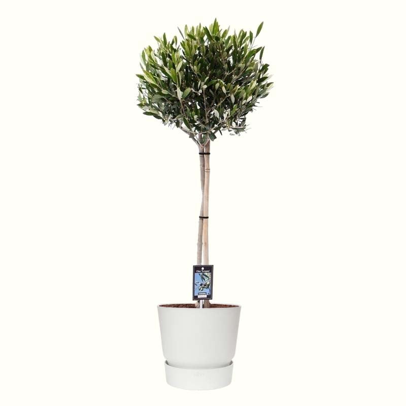 Olijf Op Stam In Elho Outdoor Sierpot Greenville Rond (Wit)